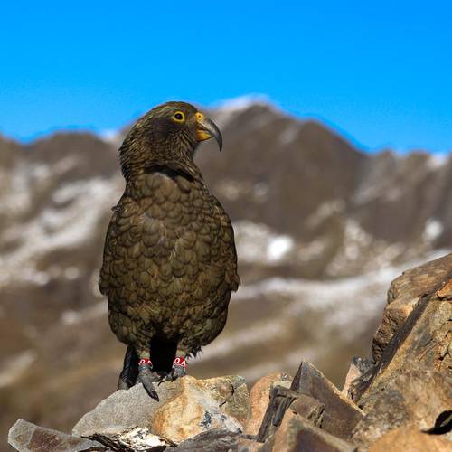 Probably a Male Adult kea