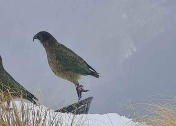 Probably a Male Adult kea