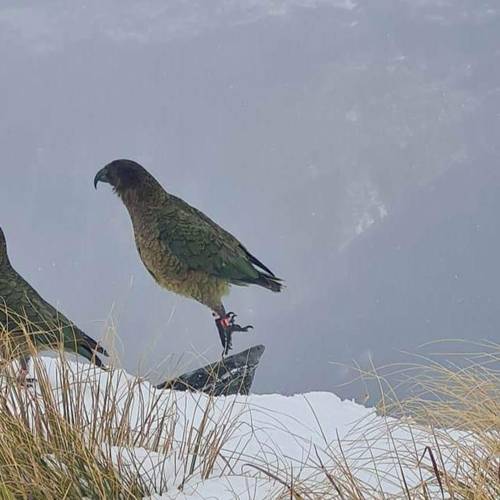 Probably a Male Adult kea