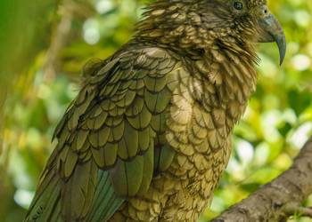 Probably a Male Adult kea