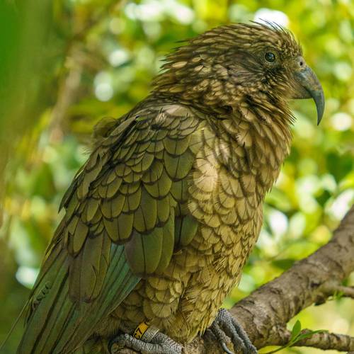 Probably a Male Adult kea