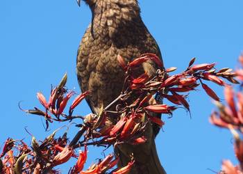 Probably a Female Sub-Adult kea