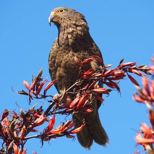 Probably a Female Sub-Adult kea
