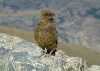 Probably a Male Adult kea