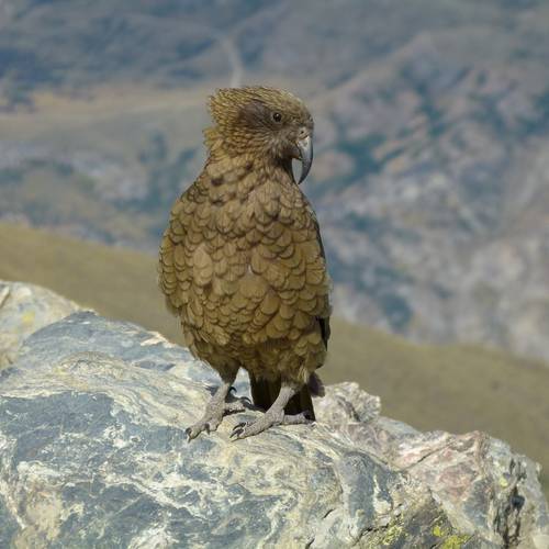 Probably a Male Adult kea