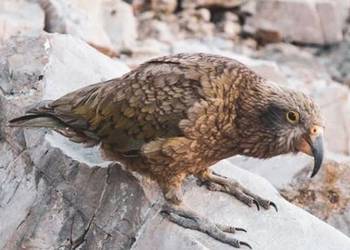 Probably a Female Adult kea