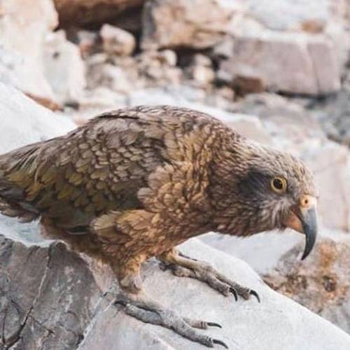 Probably a Female Adult kea