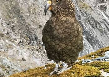 Probably a Male Adult kea