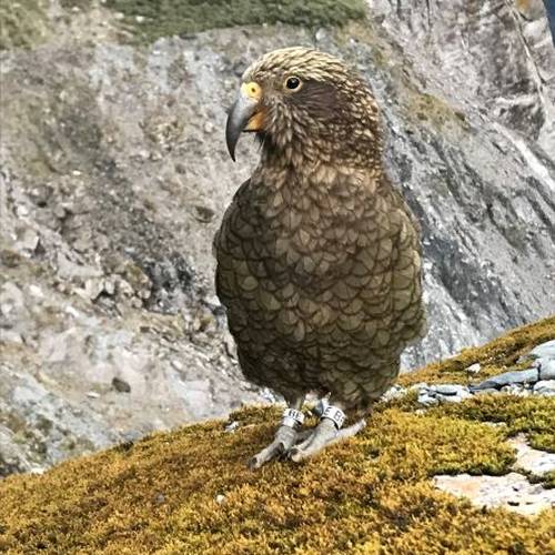 Probably a Male Adult kea