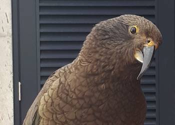 Probably a Male Adult kea