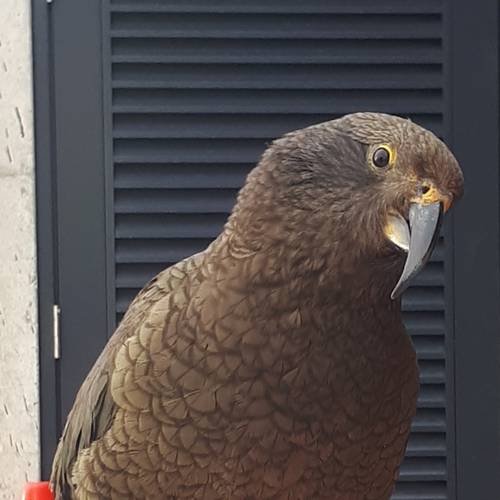 Probably a Male Adult kea