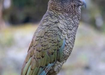 Probably a Female Adult kea