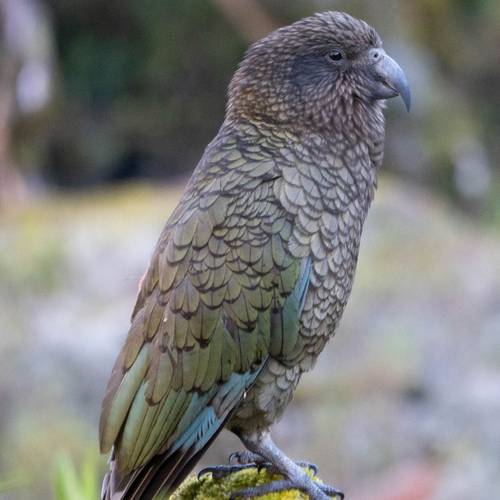 Probably a Female Adult kea