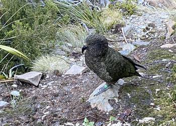Probably a Male Sub-Adult kea