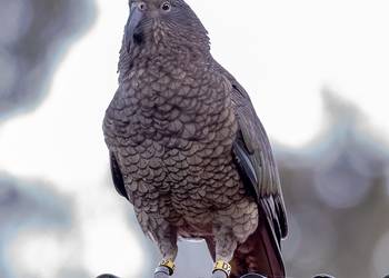 Probably a Male Adult kea