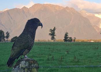 Probably a Male Adult kea