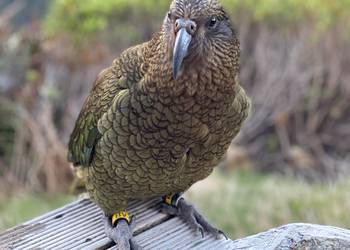 Probably a Male Adult kea