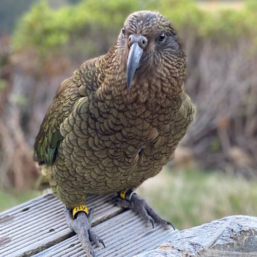 Probably a Male Adult kea