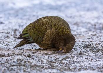 Probably a Male Adult kea