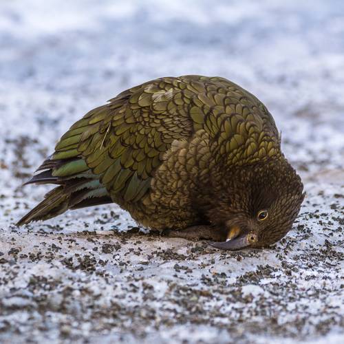 Probably a Male Adult kea