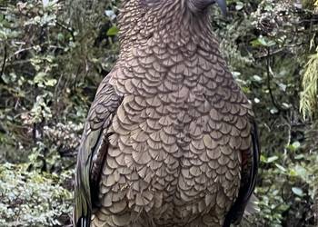 Probably a Female Adult kea