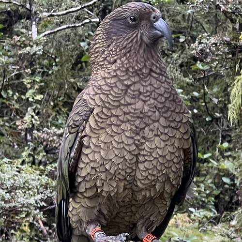 Probably a Female Adult kea