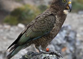 Probably a Male Fledgling kea