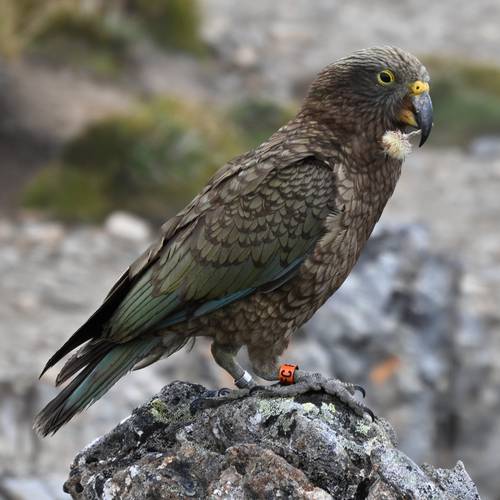 Probably a Male Fledgling kea