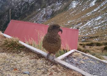 Probably a Male Adult kea