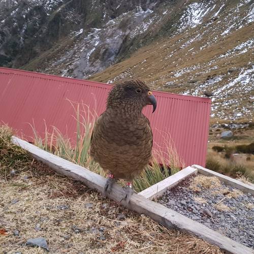 Probably a Male Adult kea