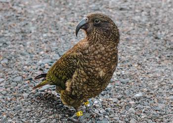 Probably a Male Adult kea