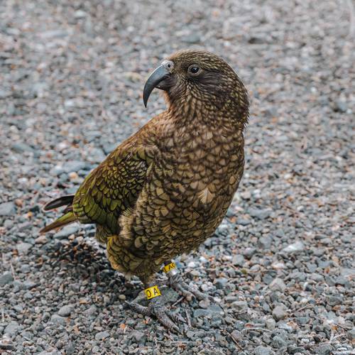 Probably a Male Adult kea