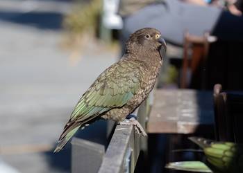Probably a Male Adult kea