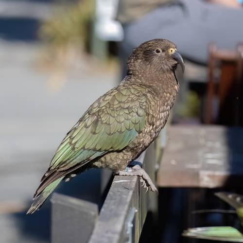 Probably a Male Adult kea