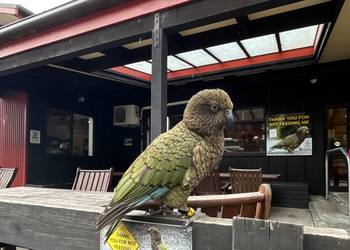 Probably a Male Adult kea