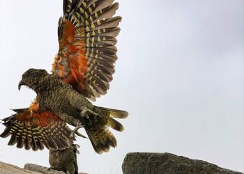 Probably a Male Adult kea