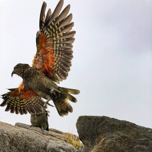 Probably a Male Adult kea