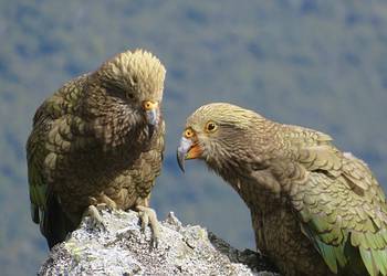 Probably a Male Adult kea