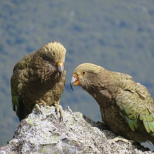 Probably a Male Adult kea
