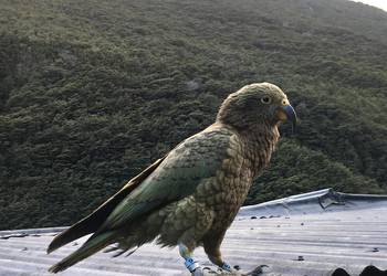 Probably a Male null kea