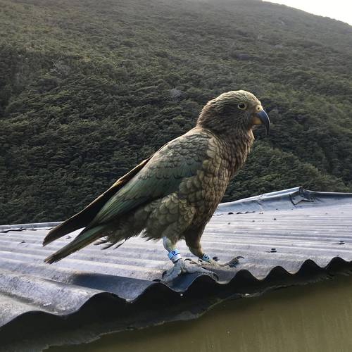 Probably a Male null kea