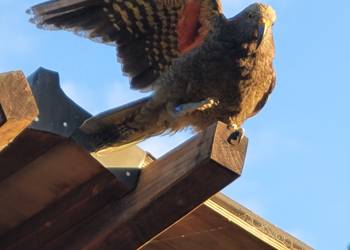 Probably a Undetermined Sub-Adult kea