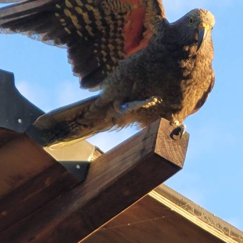 Probably a Undetermined Sub-Adult kea