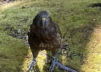 Probably a Male Sub-Adult kea