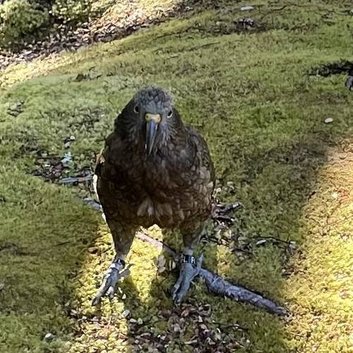 Probably a Male Sub-Adult kea