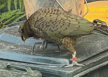 Probably a Female Sub-Adult kea