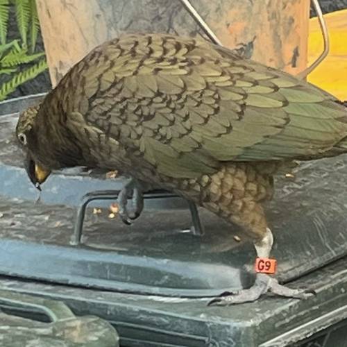 Probably a Female Sub-Adult kea