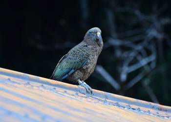 Probably a Male Adult kea