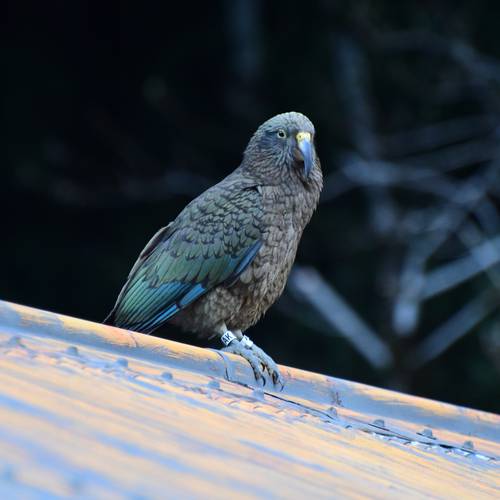 Probably a Male Adult kea