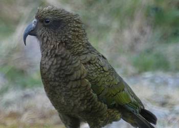 Probably a Male Adult kea